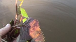 водяной  орех чилим