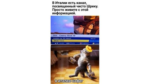 Я В КОНЦЕ 2020 ГОДА. Приколы с котами | Мемозг #526 смотреть онлайн