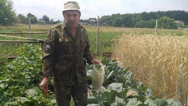 табачная пыль от вредителей капусты. смотреть онлайн