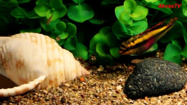 ПЕЛЬВИКАХРОМИС ПУЛЬХЕР ИЛИ ПОПУГАЙЧИК | ВЗРОСЛАЯ ПАРА С МАЛЬКАМИ ( Pelvicachromis pulcher ) смотреть онлайн