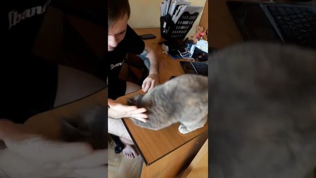 Кошка очень любит своего хозяина!!!! смотреть онлайн