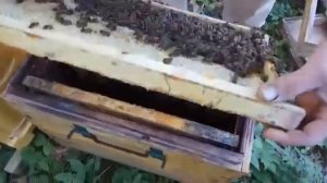 Темная лесная пчела (среднерусские пчелы)