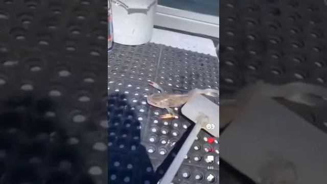 СОМ С КЛЕШНЯМИ. ТАК СТОРОННИКИ ЭВОЛЮЦИИ ПРЕДСТАВЛЯЮТ СЕБЕ ПОЛОЖИТЕЛЬНЫЕ МУТАЦИИ смотреть онлайн