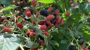 Ежевика Бжезина. Первый сбор 19.07.22. Без комментариев.