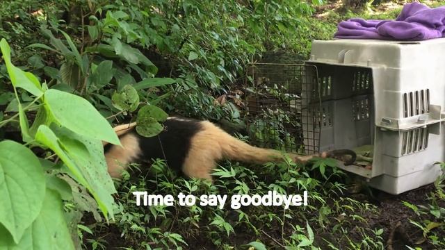 Costa Rica Animal Rescue Center - Tamandua Release! смотреть онлайн