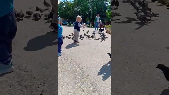 Каждый день кормим голубей! #shorts #дети ???#голуби смотреть онлайн