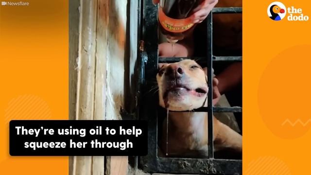 Dog Gets Head Stuck In Iron Fence | The Dodo смотреть онлайн