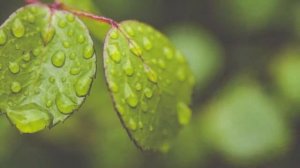 Евгений Евтушенко: Люди — родина моя