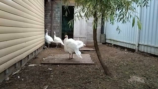 Индюки Хайбрид Конвертер 14 недель. Индюки и куры вместе. смотреть онлайн