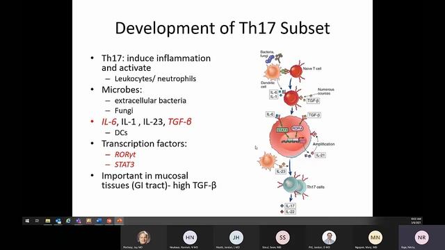 Abbas 10: CD4 effector T cells (Raje) смотреть онлайн