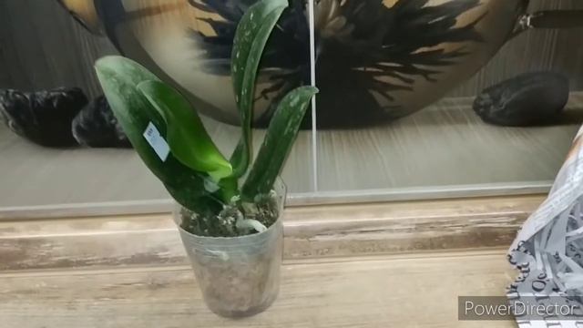 Две новиночки орхи в посылочке. смотреть онлайн