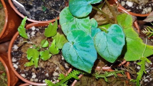Begonia Pavonina, Drosera Callistos And A Rant.