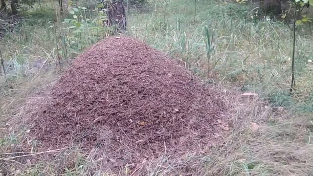 МУРАВЕЙНИК КАК ОПРЕДЕЛИТЬ ЮГ И СЕВЕР смотреть онлайн