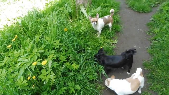 Особенности ДЫХАНИЯ собак породы ЧИХУАХУА 30/05/2022/ ПРОДАЮ щенков чихуа ( Санкт - Петербург ) смотреть онлайн
