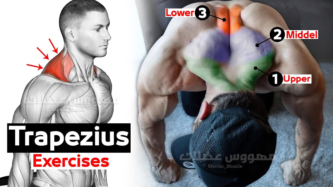 Как построить тренировку на трапеции (5 лучших эффективных) смотреть онлайн