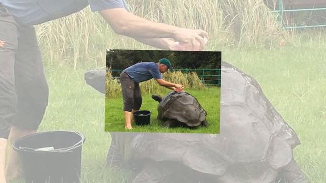 7 самых старых черепах в мире смотреть онлайн