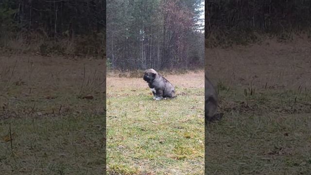 Щенок кавказская овчарка 1,5 мес смотреть онлайн