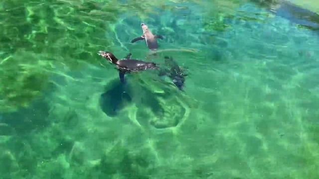 Африканские пингвинчики во Франкфуртском зоопарке. смотреть онлайн