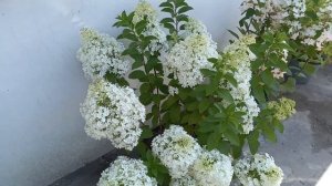 Карликовая гортензия БОБО