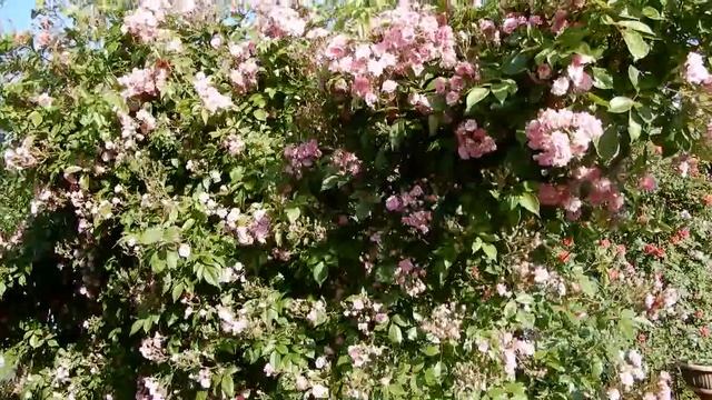 Моя цветущая дача.Что цветет в июне. Маки,розы,наперстянка,дельфиниумы и плетистые розы. смотреть онлайн