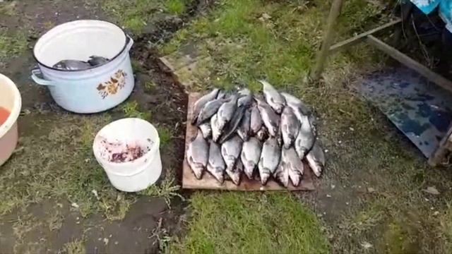 СЫРТЬ КОПТИМ ПОТОМ ЕДИМ! Клёвое место на Луге! смотреть онлайн
