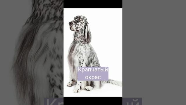Самые красивые окрасы собак | окрасы собак | #собака #животные #питомцы #рекомендации #топ смотреть онлайн