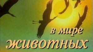 В мире животных с Николаем Дроздовым 2007 г Выпуск - 1