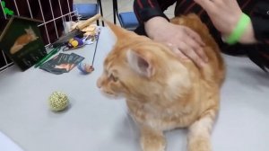 ? Золотой Мейн Кун ❤️️ Рыженький Красавчик Красный Мрамор на Выставке | ПОРОДЫ КОШЕК