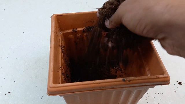How to grow bougainvillea cuttings faster using aloe vera | easy and simple way 100% working proces смотреть онлайн