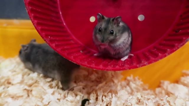 Смешной хомяк понравился V Victoria смотреть онлайн