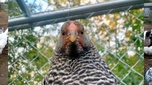 Абиотоник курам как давать, дозировка несушкам и бройлерам