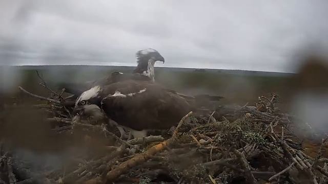 Скопа_Красный Бор_Самец принес рыбу (19 апреля 12:50) смотреть онлайн