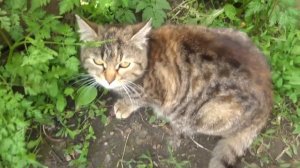 Выращивание гусей в домашних условиях. Ответы на вопросы.