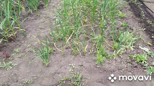 Капельный полив смотреть онлайн