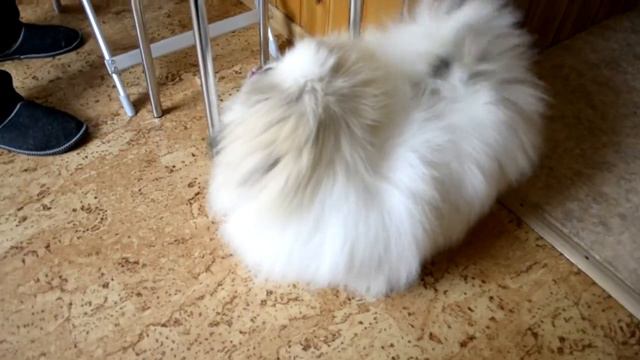 Питомник пекинесов САВЕЛИНА - Ярославна смотреть онлайн