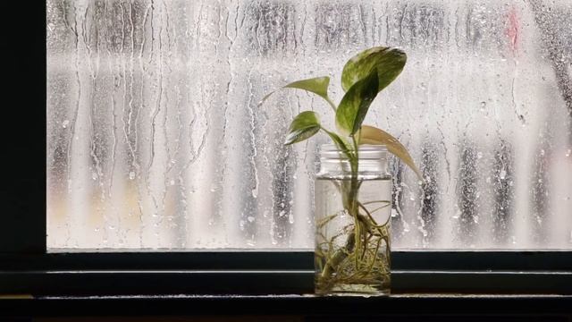 8D Rain:Звуки дождя для глубокого сна•Rain On Window With Thunder Sounds Heavy Rain For Slee| ASMR