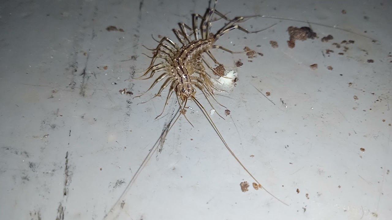 The house centipede eats cookie crumbs смотреть онлайн