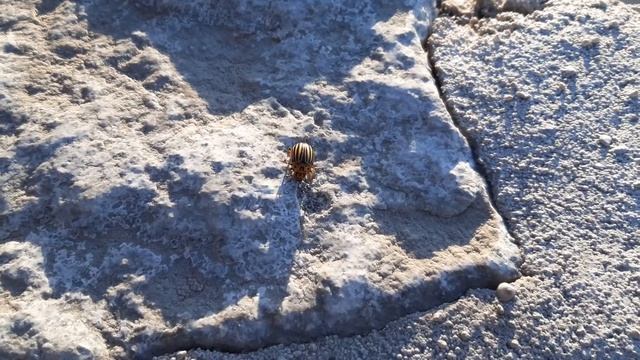 Stonka ziemniaczana / Leptinotarsa decemlineata / Colorado potato beetle смотреть онлайн