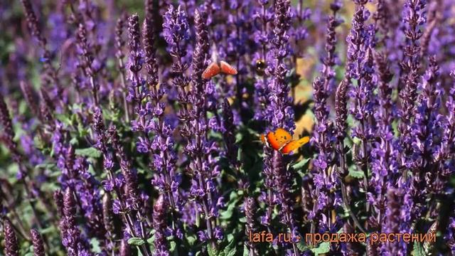 Сальвия пышная Блю Квин ? пышная сальвия Блю Квин обзор: как сажать, рассада сальвии Блю Квин