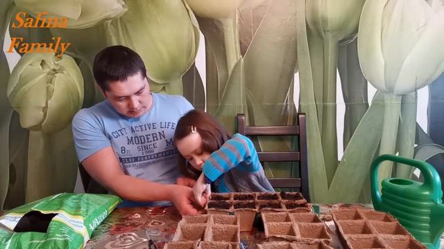 НАШИ НОВОСТИ, САЖАЕМ РАССАДУ СОРТ КЛУША СИДИМ ДОМА КАРАНТИН Safina Family смотреть онлайн