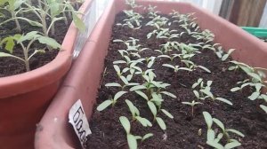 Сибирь. Обзор всходов рассады цветов мартовских посевов на 4 апреля 2022 года