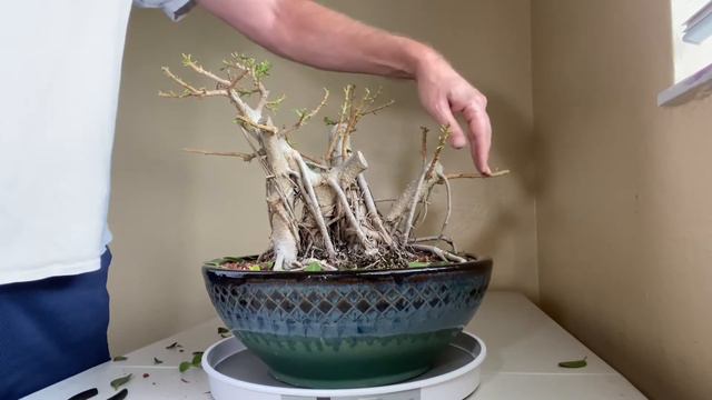 Ficus Microcarpa. Ficus Bonsai Tree
