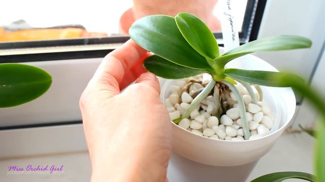 Requested Orchid updates - Neofinetia, Vanilla, Phalaenopsis bellina & more смотреть онлайн