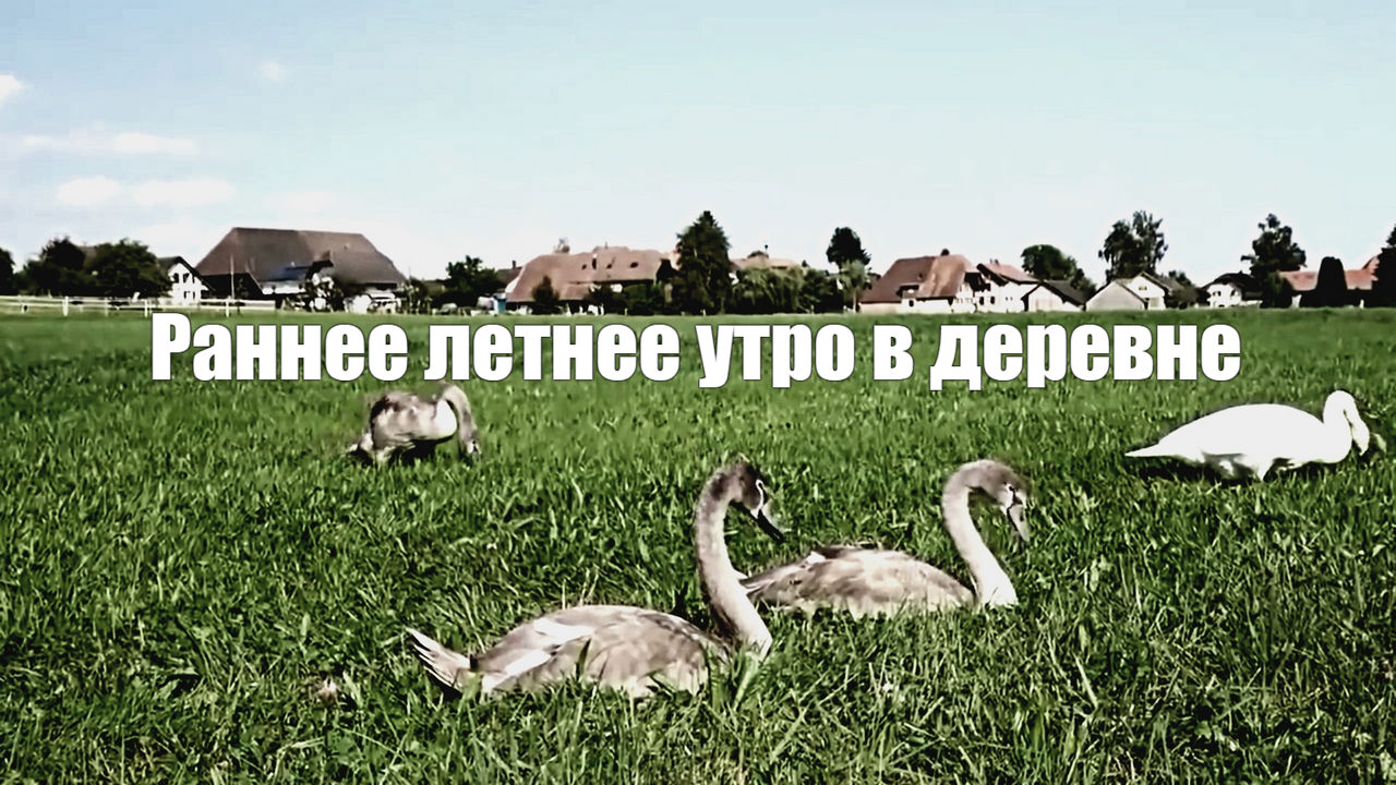 Звук природы. Раннее летнее утро в деревне