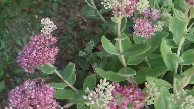 23 09 19 садовое каланхоэ смотреть онлайн