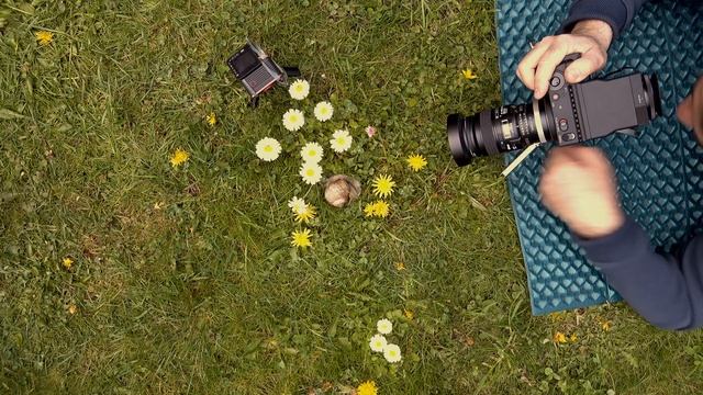 Sigma fp + Micro Nikkor 60/2.8 и 80-200/2.8, первый опыт ручной фокусировки, улитка, птицы и цветы смотреть онлайн