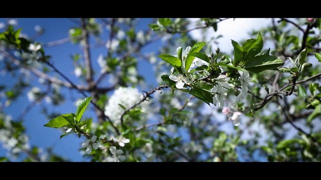 CANON 6D mark II (Digital Image Stabilization Test) смотреть онлайн