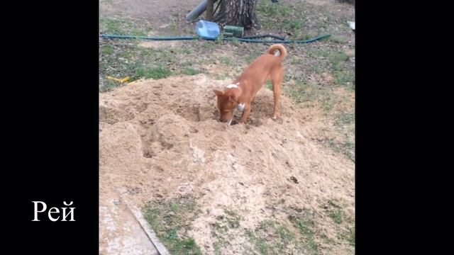 Басенджи смотреть онлайн