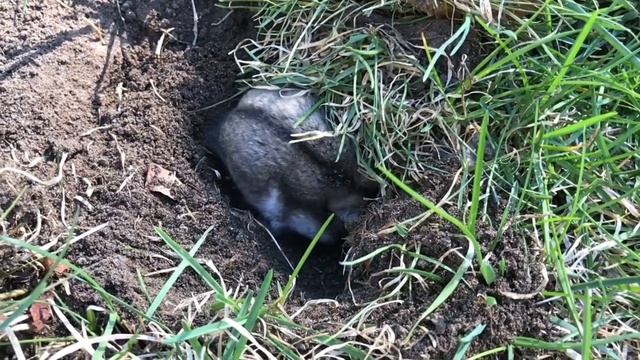 ДЖУНГАРСКИЕ ХОМЯКИ В ДИКОЙ ПРИРОДЕ 2!