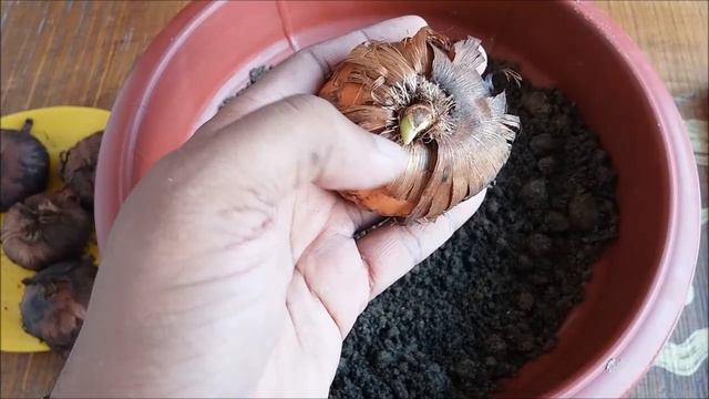 How to Grow Gladioli/Gladiolus Flower Bulbs (FAST N EASY) смотреть онлайн